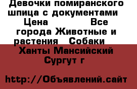 Девочки помиранского шпица с документами › Цена ­ 23 000 - Все города Животные и растения » Собаки   . Ханты-Мансийский,Сургут г.